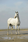 Andalusian horse