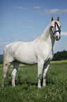 Andalusian horse