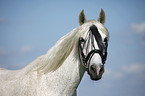 Andalusian horse portrait