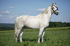 Andalusian horse