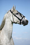 Andalusian horse portrait