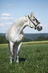 Andalusian horse