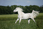 galloping Andalusian horse