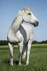 Andalusian horse