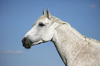 Andalusian horse portrait