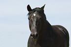 Andalusian horse portrait