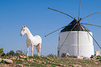 Andalusian horse