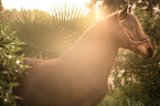 Andalusian horse portrait