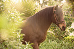 Andalusian horse portrait