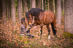 woman and Andalusian Horse