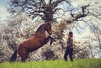 woman and Andalusian Horse