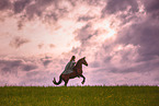 woman and Andalusian Horse