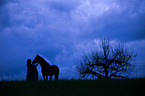 woman and Andalusian Horse