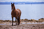 Andalusian Horse