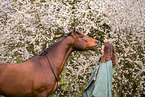 woman and Andalusian Horse, Halsring, neck, ring, rings, gebisslos, bitless