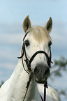 Andalusian horse portrair