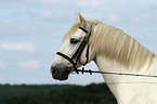 Andalusian horse portrair