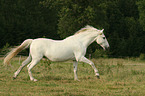 galloping Andalusian horse