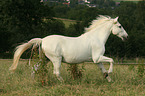 galloping Andalusian horse