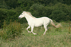 galloping Andalusian horse