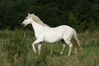 walking Andalusian horse