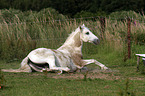 rolling Andalusian horse