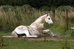 rolling Andalusian horse