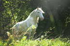 Andalusian horse