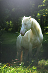 Andalusian horse