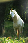 Andalusian horse