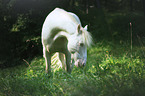 Andalusian horse