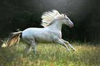 galloping Andalusian horse