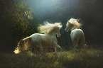 2 Andalusian Horse