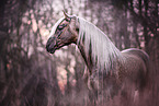 Andalusian Horse Portrait