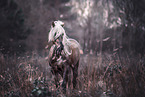 Andalusian Horse