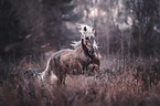 galloping Andalusian horse