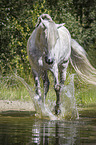 standing Andalusian Horse