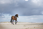 walking Andalusian Horse