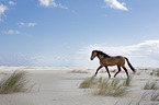 running Andalusian Horse