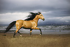 Andalusian Horse at the beach
