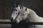 Andalusian Horse portrait