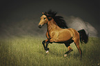 galopping Andalusian Horse