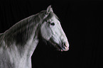 Andalusian Horse Portrait