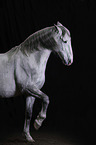 Andalusian Horse