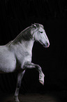 Andalusian Horse