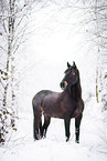 Andalusian horse