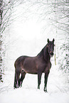 Andalusian horse