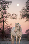 Cremello Andalusian horse