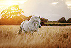 Andalusian horse in summer