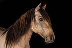 Andalusian horse in studio